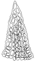Gertrudiella torquata, leaf apex, papillae omitted. Drawn from J.E. Beever 99-84b, CHR 611397.
 Image: R.D. Seppelt © R.D.Seppelt All rights reserved